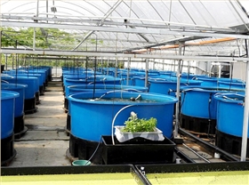 水产养殖行水产养猪行业