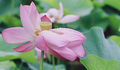 大塑料桶种藕，种荷花